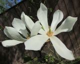 Magnolia kobus. Цветки. Подмосковье, в культуре. 12.05.2015.