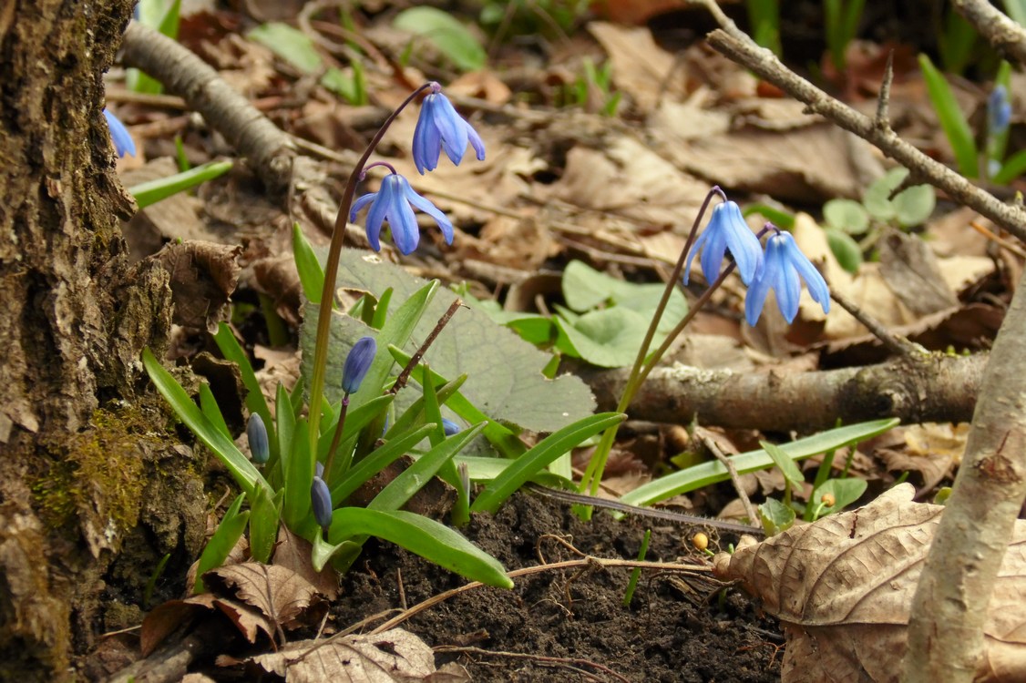 Image of Scilla siberica specimen.