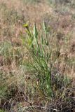 Tragopogon krascheninnikovii. Расцветающее растение. Южный Казахстан, Сырдарьинский Каратау, р-н перевала Куюк. 20.05.2015.