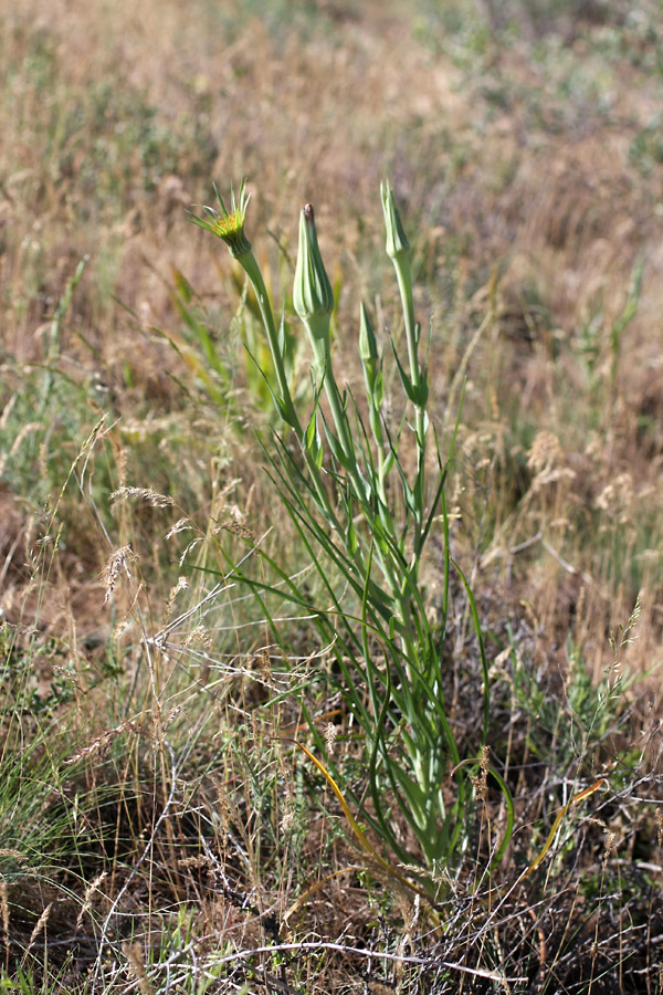 Изображение особи Tragopogon porrifolius ssp. longirostris.