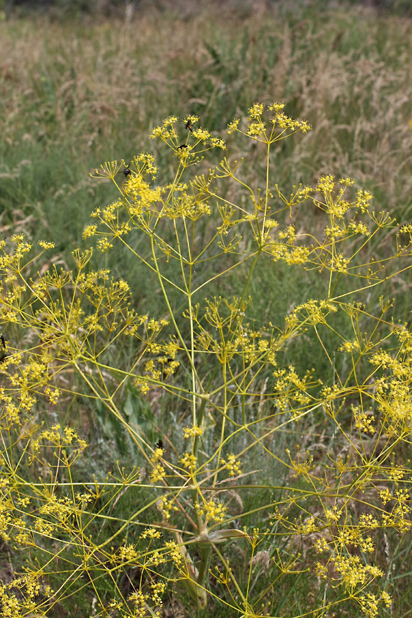 Изображение особи Ferula karatavica.