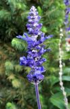 Salvia farinacea. Верхушка побега с соцветием. Бельгия, Брюссель, уличное озеленение. Октябрь 2015 г.