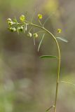 Euphorbia subtilis