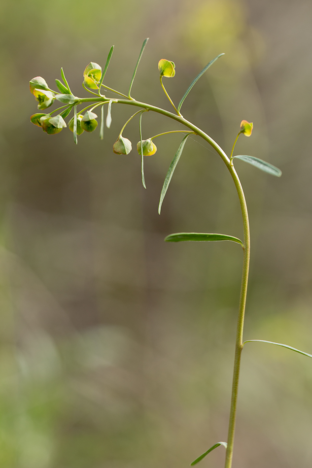 Изображение особи Euphorbia subtilis.