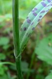 Dactylorhiza fuchsii. Часть побега с основанием листа. Свердловская обл., окр. г. Североуральск, лиственнично-елово-сосновый лес на известняках. 28.06.2015.