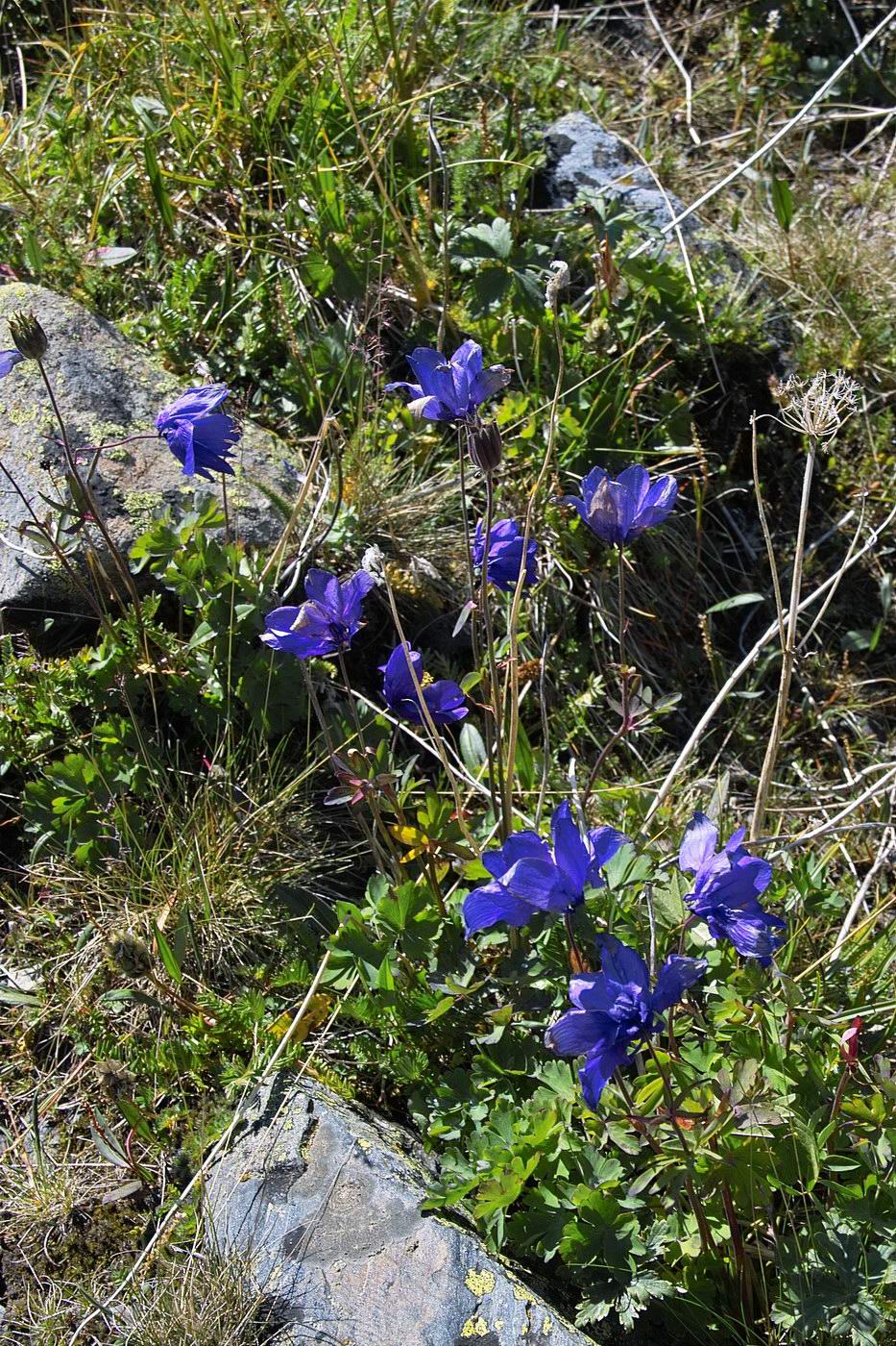 Изображение особи Aquilegia glandulosa.