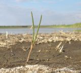 Salsola soda. Ювенильное растение. Краснодарский край, пойма р. Ея у хут. Гудко-Лиманский, дно высыхающей лужи. 29.04.2016.