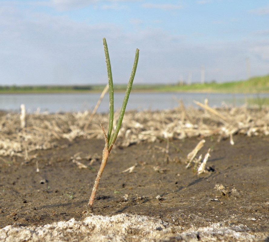 Image of Salsola soda specimen.