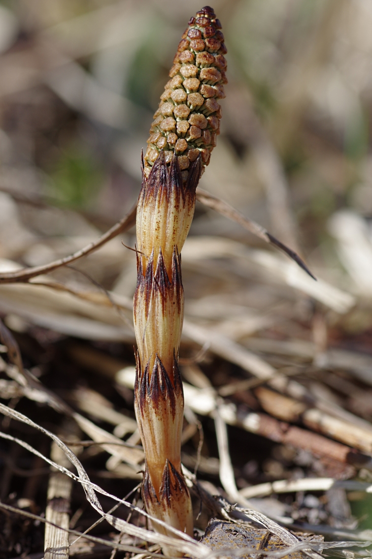 Image of Equisetum arvense specimen.