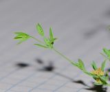 Bupleurum semicompositum