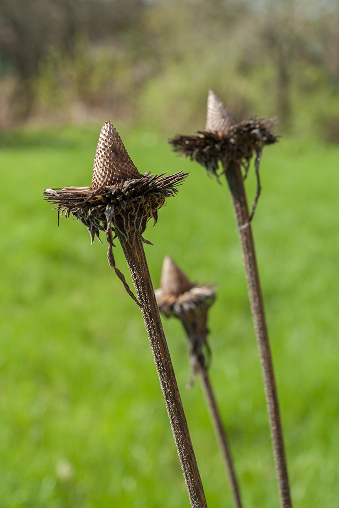 Изображение особи Echinacea purpurea.