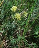 Oxytropis pilosa