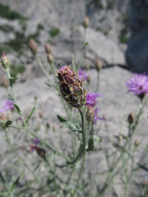 Изображение особи Centaurea &times; comperiana.