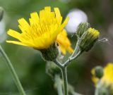 Hieracium pellucidum. Раскрывшееся и раскрывающееся элементарные соцветия-корзинки. Ленинградская обл., Гатчинский р-н, окр. с. Елизаветино, сосново-сероольховый с клёном лес на старой залежи на карбонатной морене. 15.06.2015.