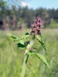 Betonica officinalis. Верхушка побега с соцветием. Украина, Житомирская обл., г. Новоград-Волынский, окраина города, луг. 13.06.2016.