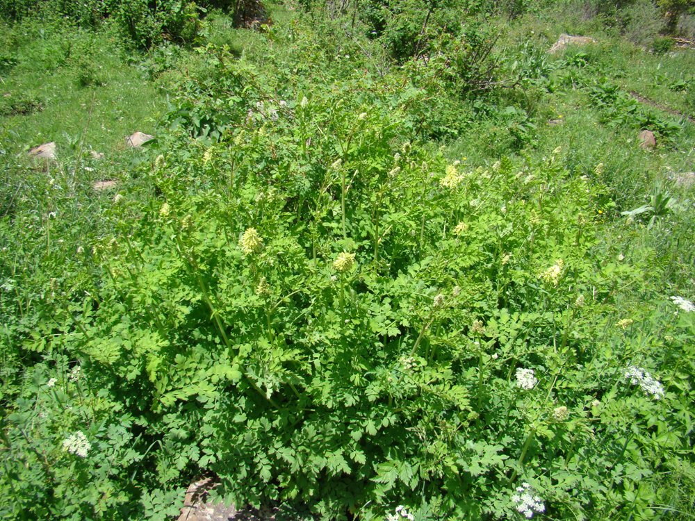 Изображение особи Corydalis semenowii.