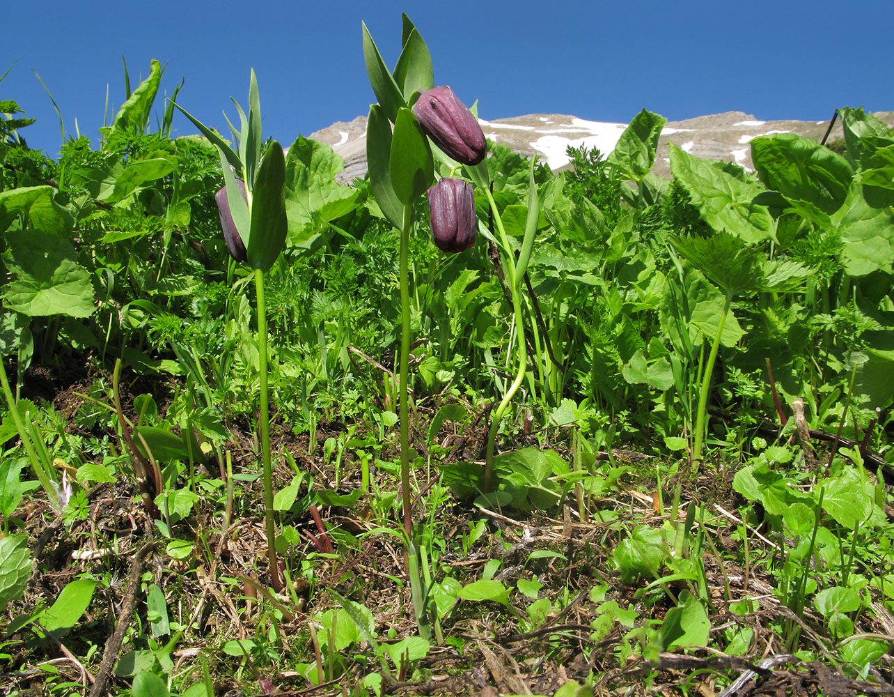 Изображение особи Fritillaria latifolia.