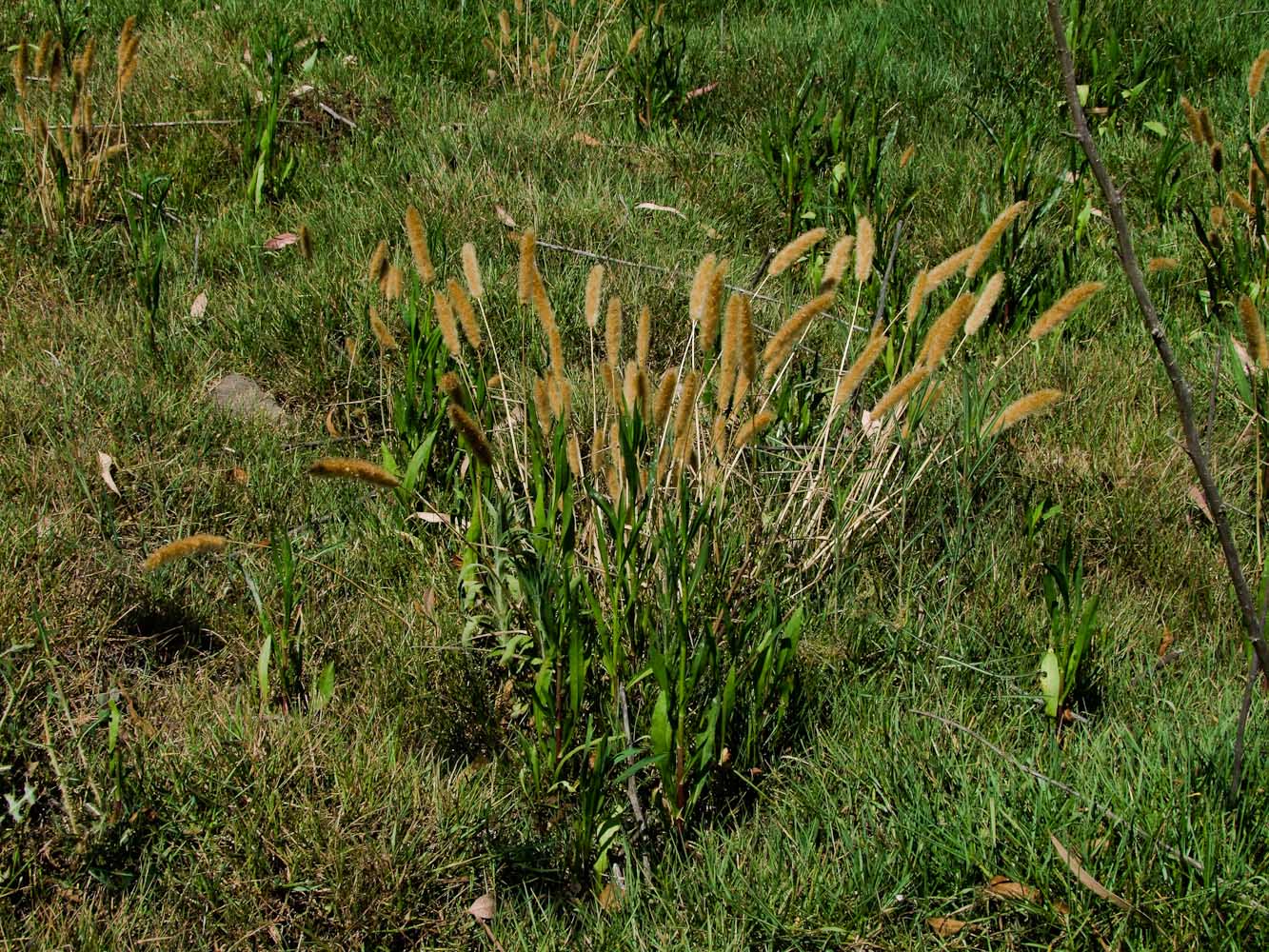 Изображение особи Polypogon monspeliensis.