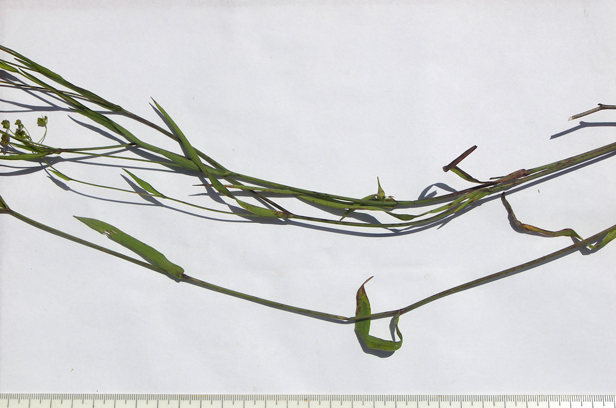 Image of Bupleurum falcatum specimen.