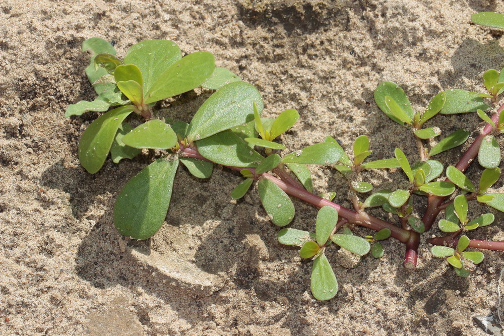 Изображение особи Portulaca oleracea.