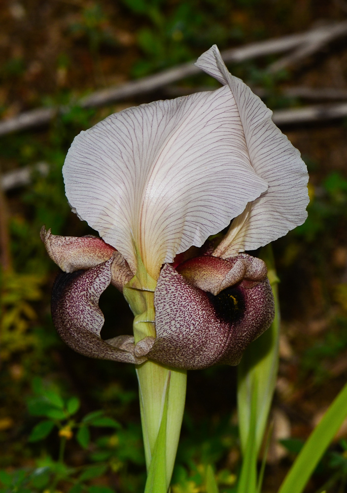 Изображение особи Iris lortetii.