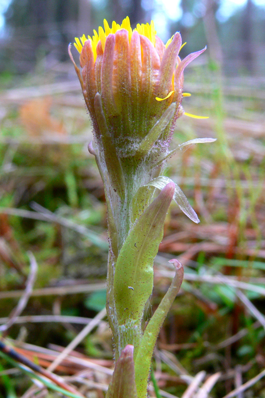 Image of Tussilago farfara specimen.