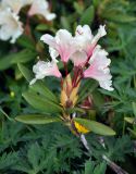 Rhododendron caucasicum. Верхушка побега с соцветием. Северная Осетия, Ирафский р-н, долина р. Гебидон, субальпийский луг (выс. около 2500 м н.у.м.). 07.07.2016.