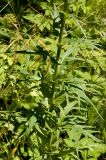 Cirsium heterophyllum. Часть стебля с листьями. Средний Урал, Пермский край, Добрянский р-н, 5 км от ст. Ярино, опушка смешанного леса, давно заброшенный садовый участок. 27 июля 2015 г.