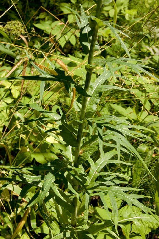Изображение особи Cirsium heterophyllum.