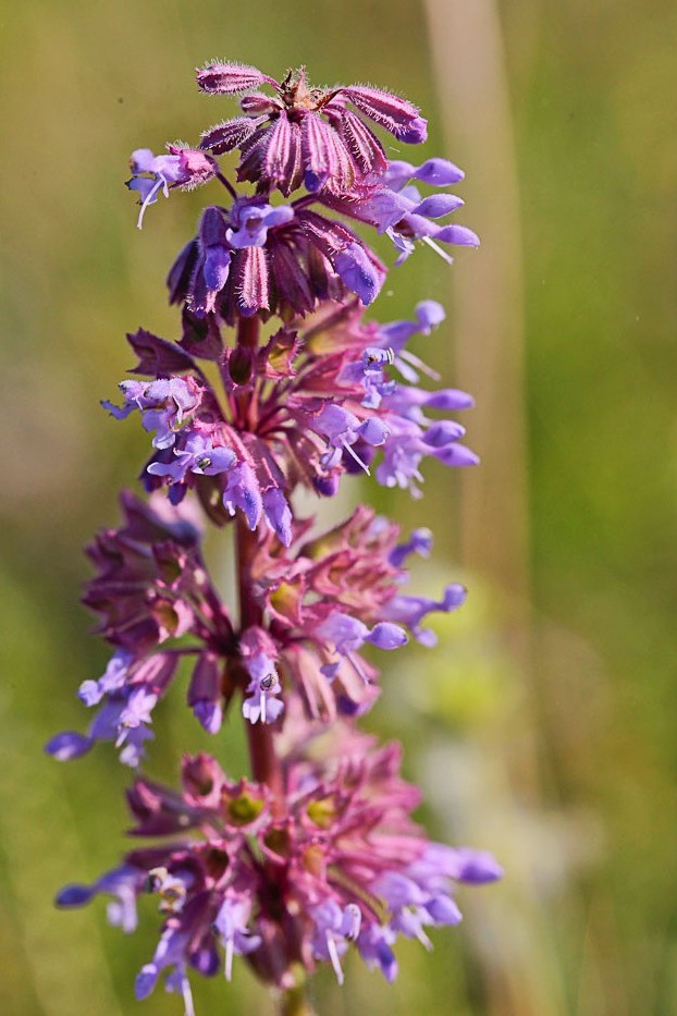 Image of Salvia verticillata specimen.