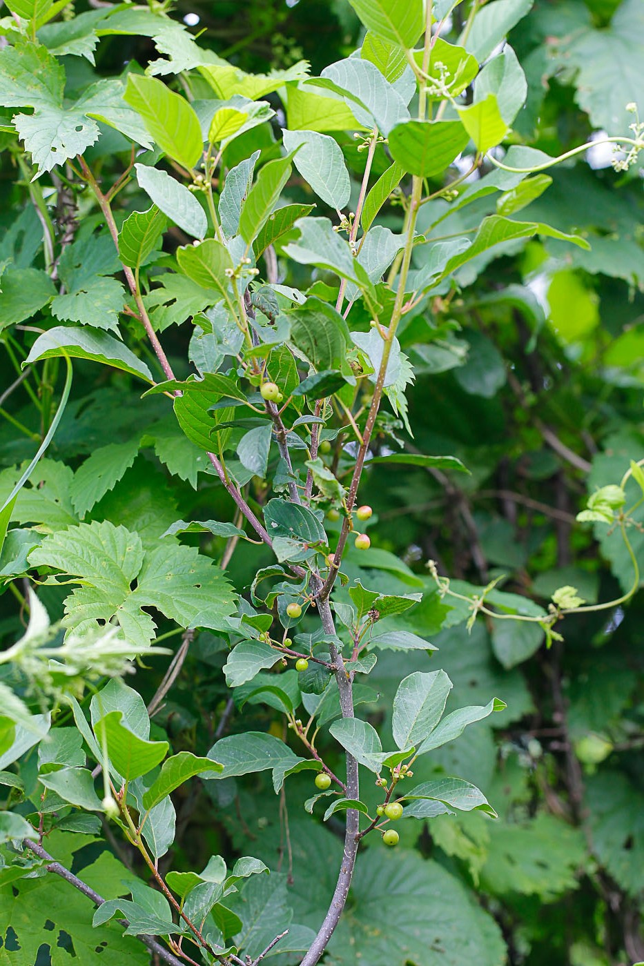 Image of Frangula alnus specimen.