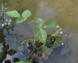 Rubus caesius