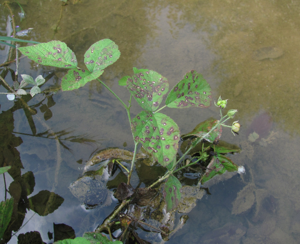 Image of Rubus caesius specimen.