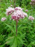 Eupatorium cannabinum. Верхушка растения с соцветием. Литва, г. Каунас, побережье р. Неман. 14.08.2016.