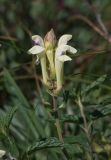 Scutellaria stepposa