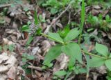 Asperula caucasica. Верхушка зацветающей веточки. Краснодарский край, Абинский р-н, окр. пос. Ахтырский, лес. 29.03.2016.