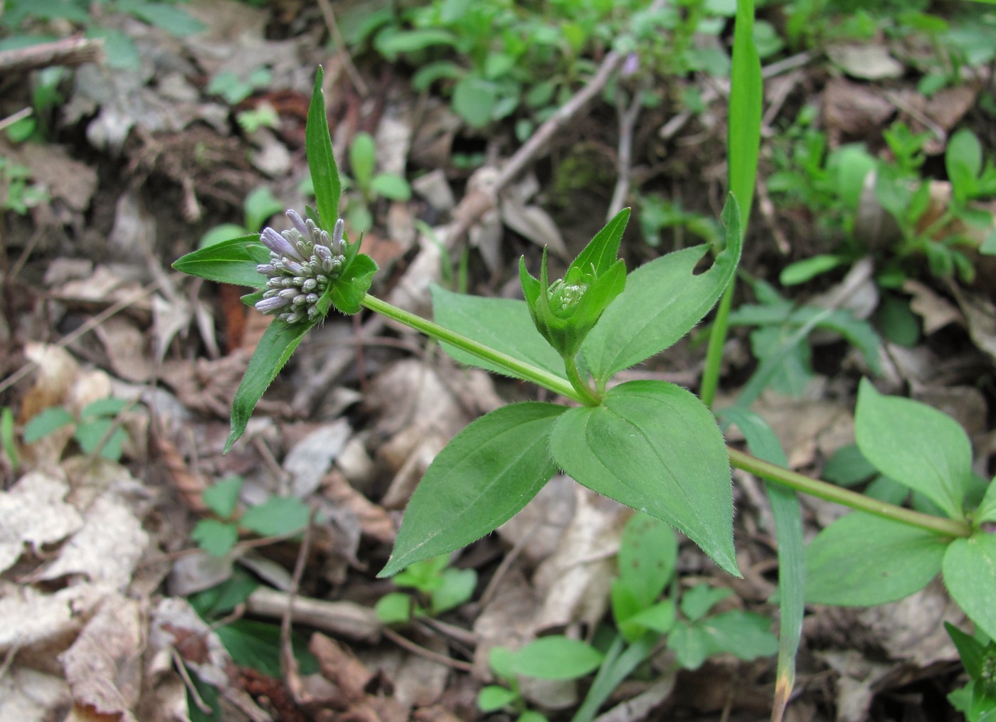 Image of Asperula caucasica specimen.