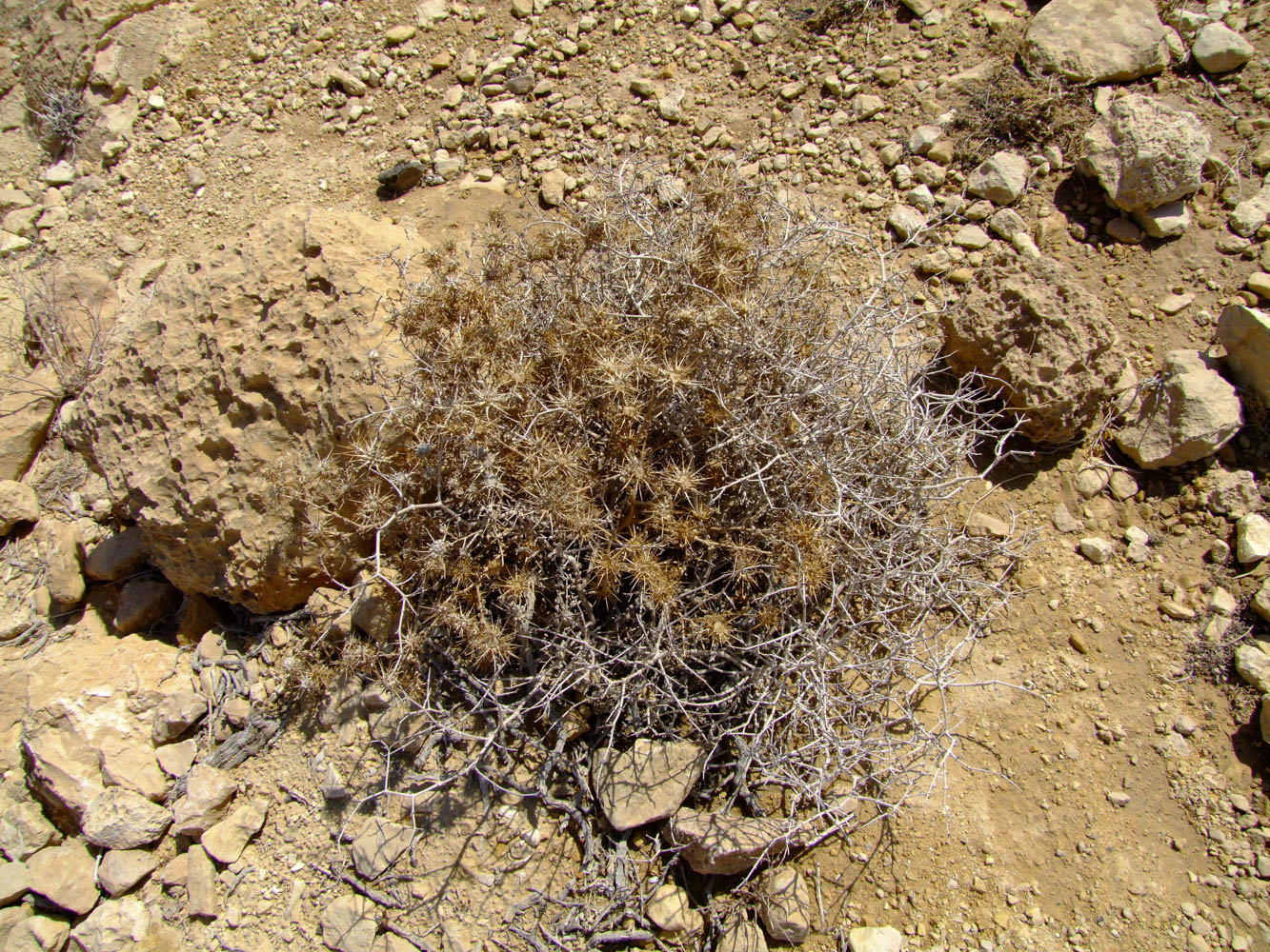 Image of Centaurea aegyptiaca specimen.