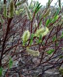 Salix phylicifolia. Ветви с отцветающими мужскими соцветиями и распускающимися листьями. Кольский п-ов, Восточный Мурман, Дальние Зеленцы. 21.06.2014.