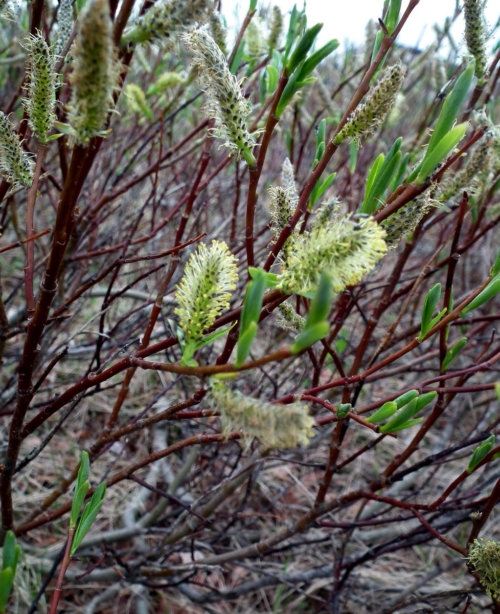 Image of Salix phylicifolia specimen.