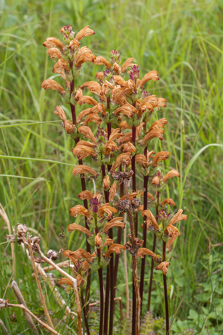 Изображение особи Pedicularis sceptrum-carolinum.