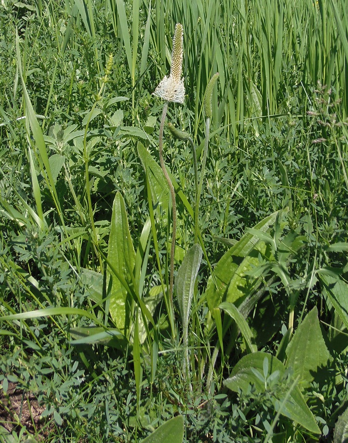 Изображение особи Plantago urvillei.