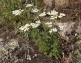 Achillea nobilis