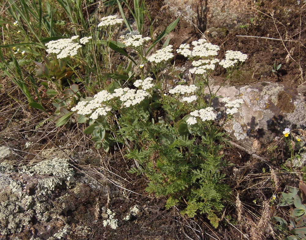 Изображение особи Achillea nobilis.