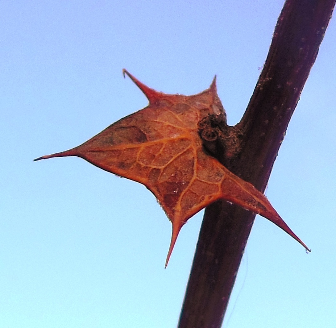 Image of Berberis koreana specimen.