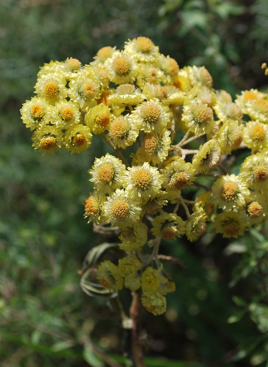 Image of Helichrysum maracandicum specimen.