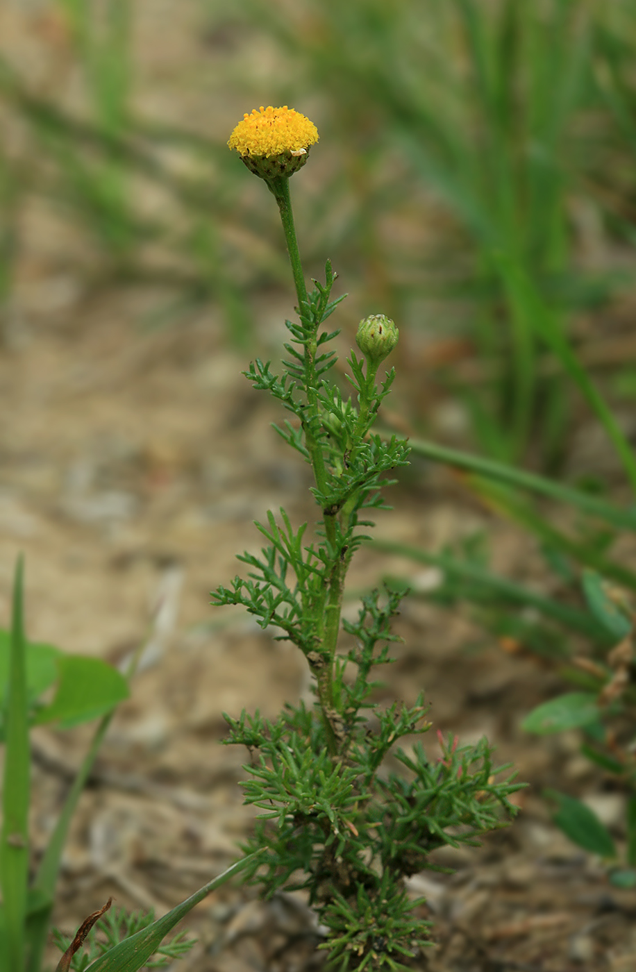 Image of familia Asteraceae specimen.