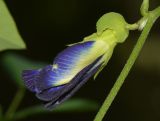 Clitoria ternatea