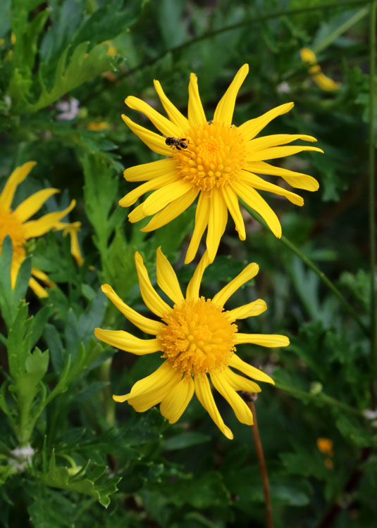 Image of Euryops chrysanthemoides specimen.