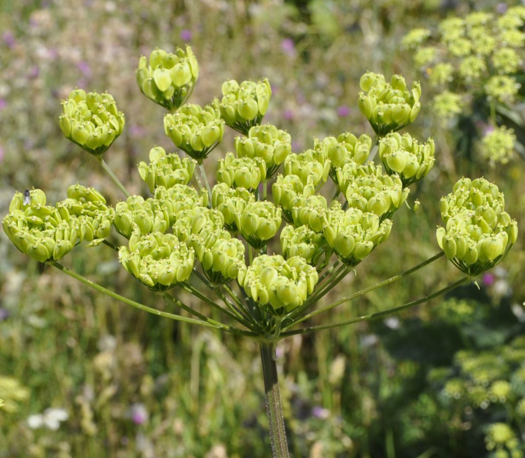 Image of Heracleum sphondylium ssp. ternatum specimen.